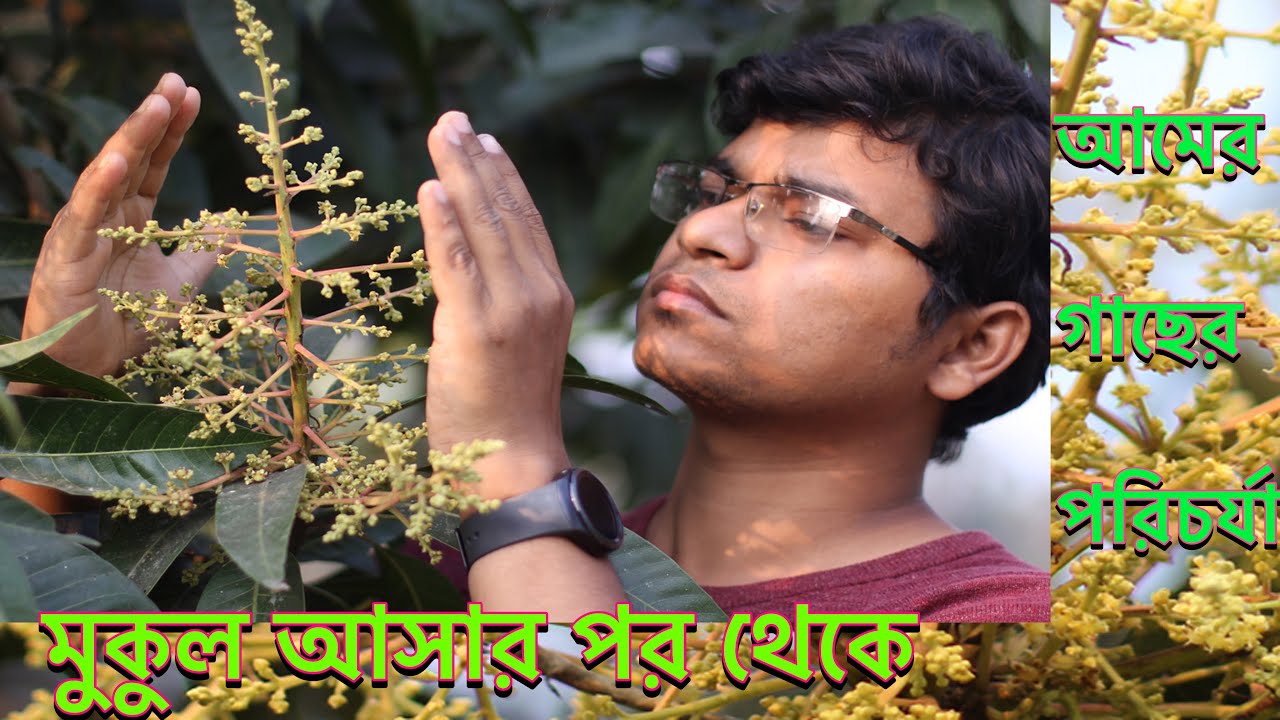 মুকুল আসার পর থেকে আম গাছের পরিচর্যা । আমের গুটি ঝরে যাওয়ার সমাধান ।mango plant care