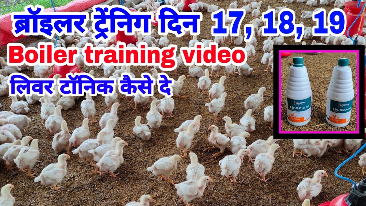 Liver management | Boiler training video Day 17,18,19