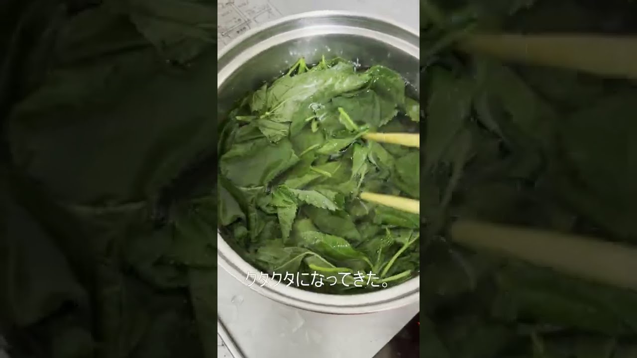モロヘイヤ冷凍保存