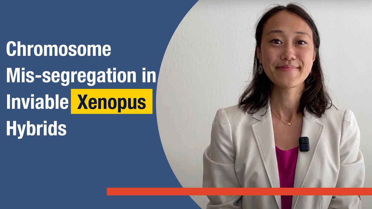 Неправильное распределение хромосом у нежизнеспособных гибридов Xenopus