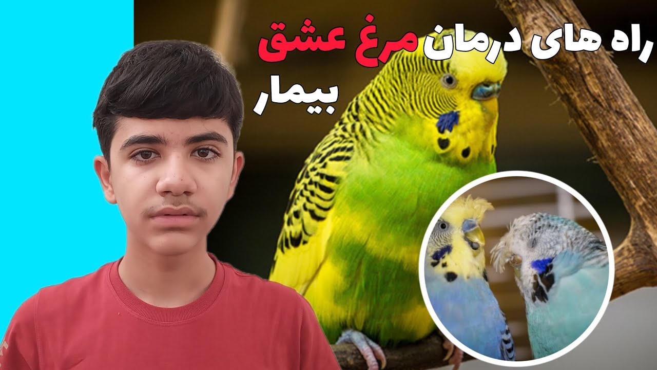 بیماری های مرغ عشق و راه های درمان قطعی آنها | Lovebird #مرغ_عشق