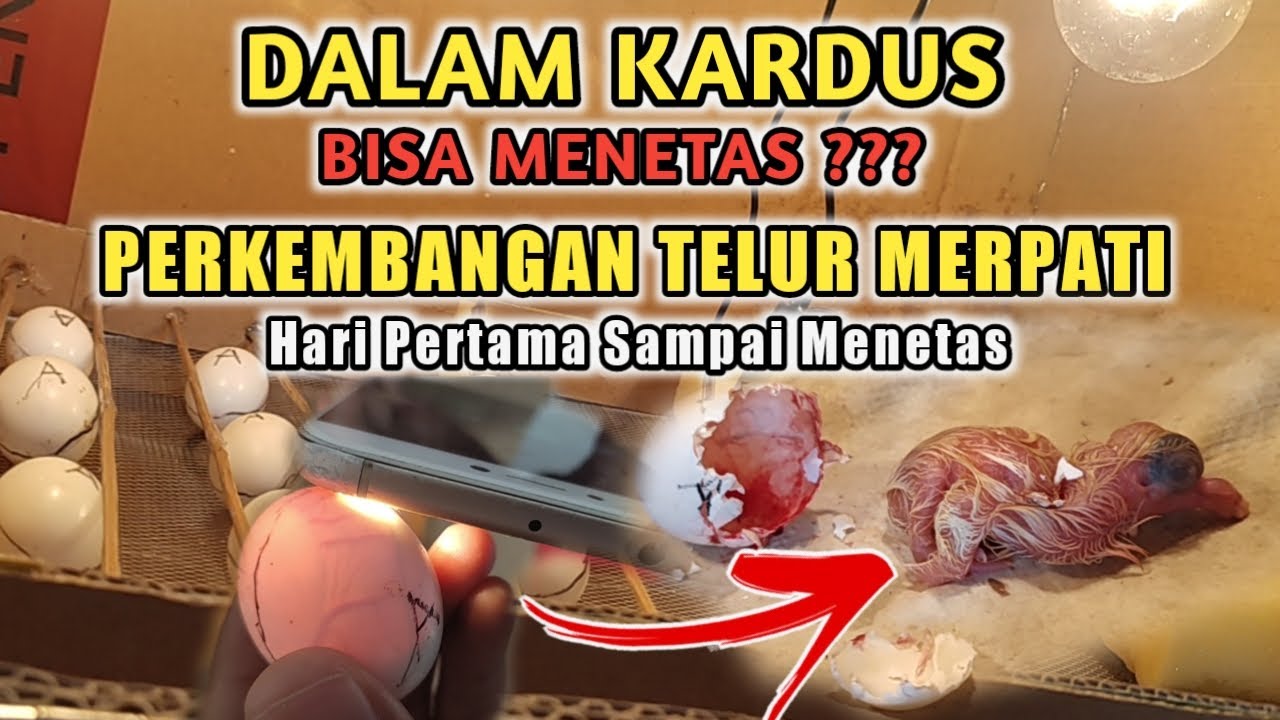 TELUR MERPATI DI HARI PERTAMA SAMPAI MENETAS - Review Perkembangan Telur Merpati Dalam Mesin Tetas