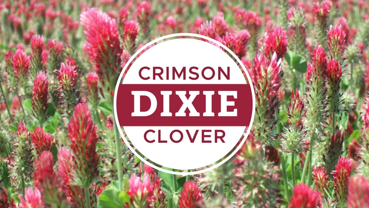 Dixie Crimson Clover Study