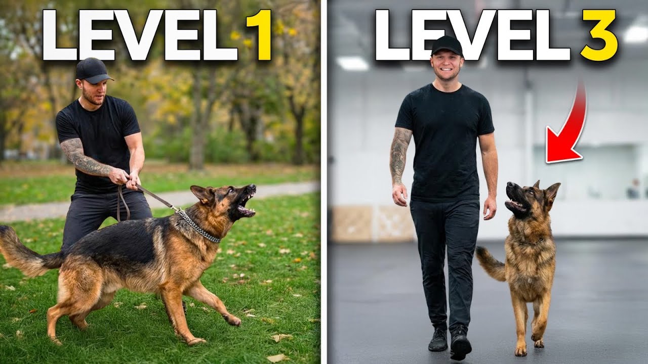 How To Advance Any Dog&rsquo;s Obedience! 