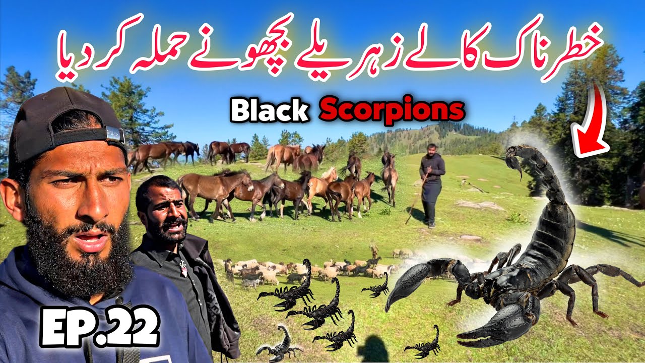 😨Facing Killer Black Scorpion 🦂 | Travelling with Bakarwal Nomad’s in Kashmir Episode 22