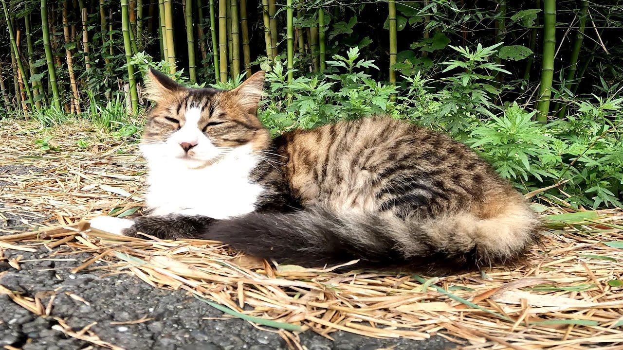 【田代島】【猫島】野良猫は眠くて仕方ないんです