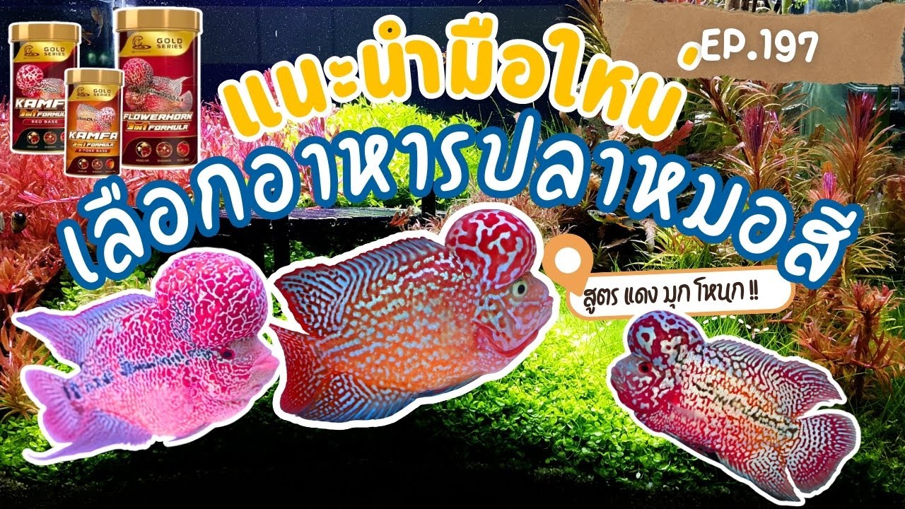 EP.197 วิธีเลือกสูตรอาหารเม็ดปลาหมอสี (สำหรับมือใหม่)