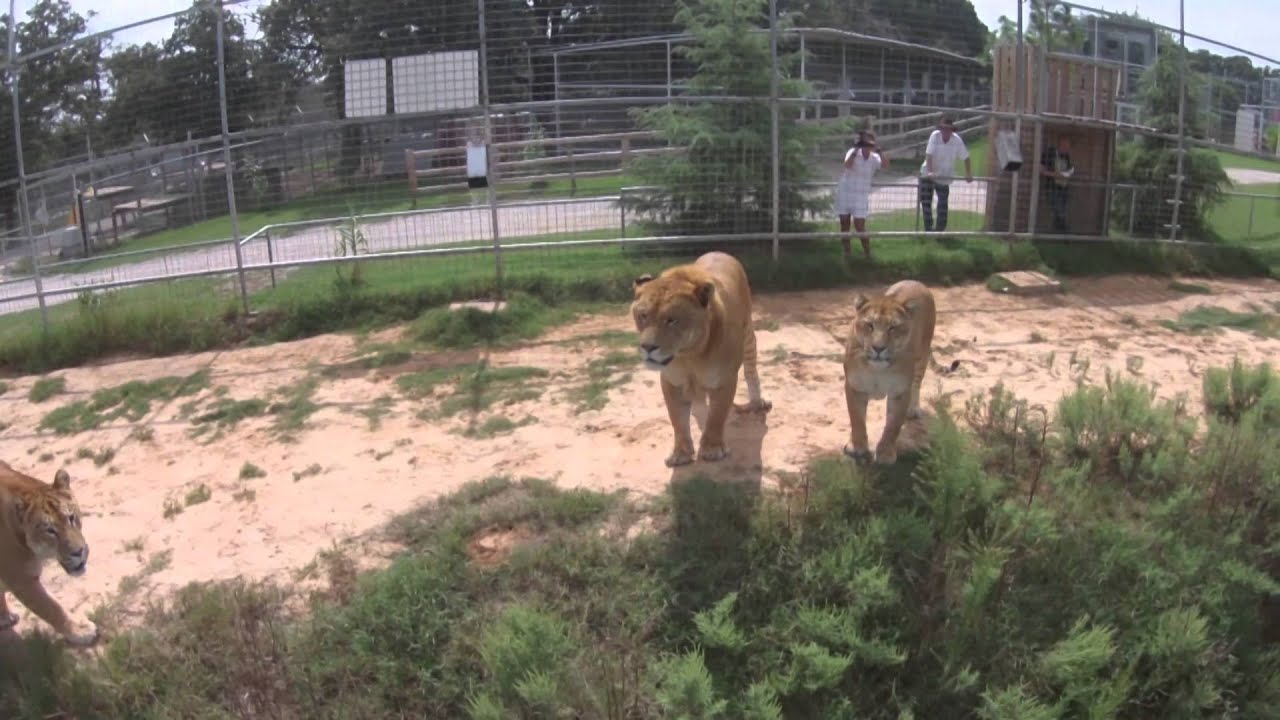 Animal Spotlight - Levi