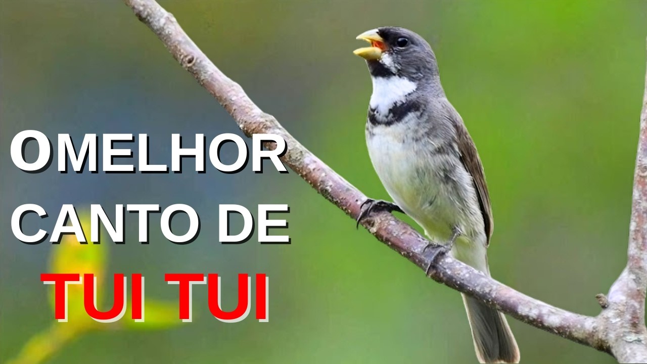 O MELHOR CANTO DE COLEIRO TUI TUI ZEL ZEL POR 10 HORAS
