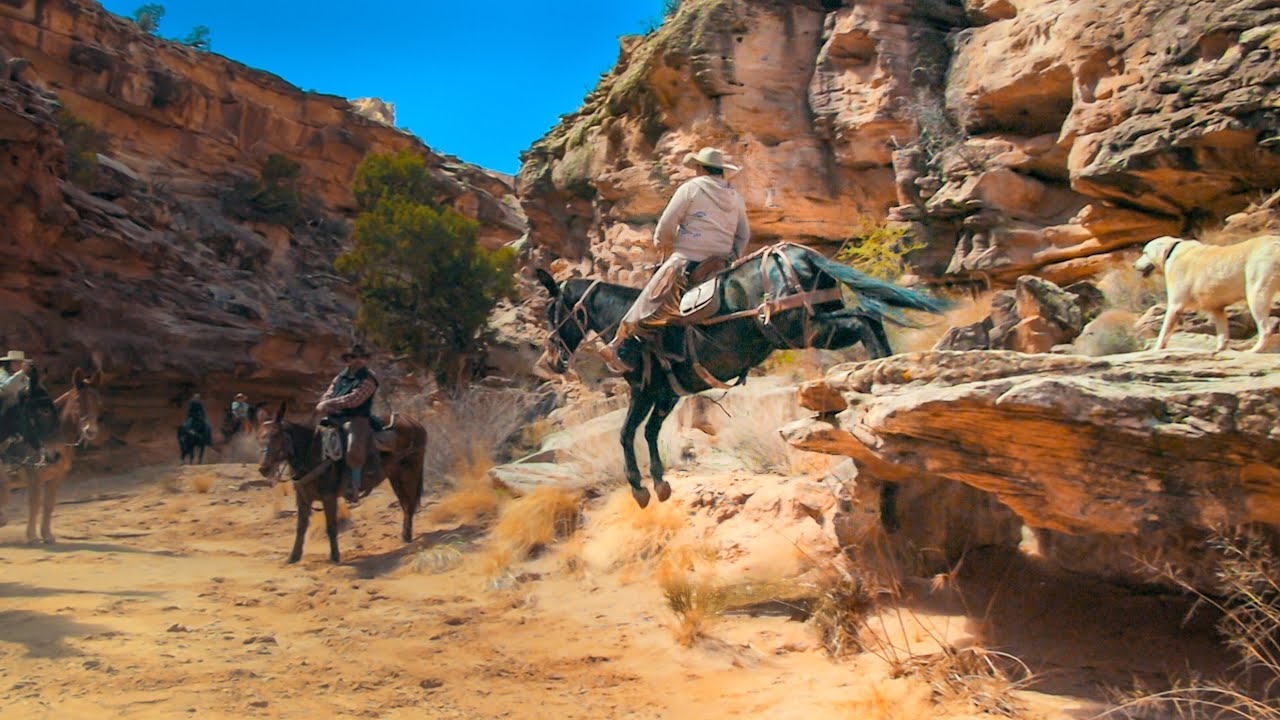 Extreme Mule Ride with TS Mules