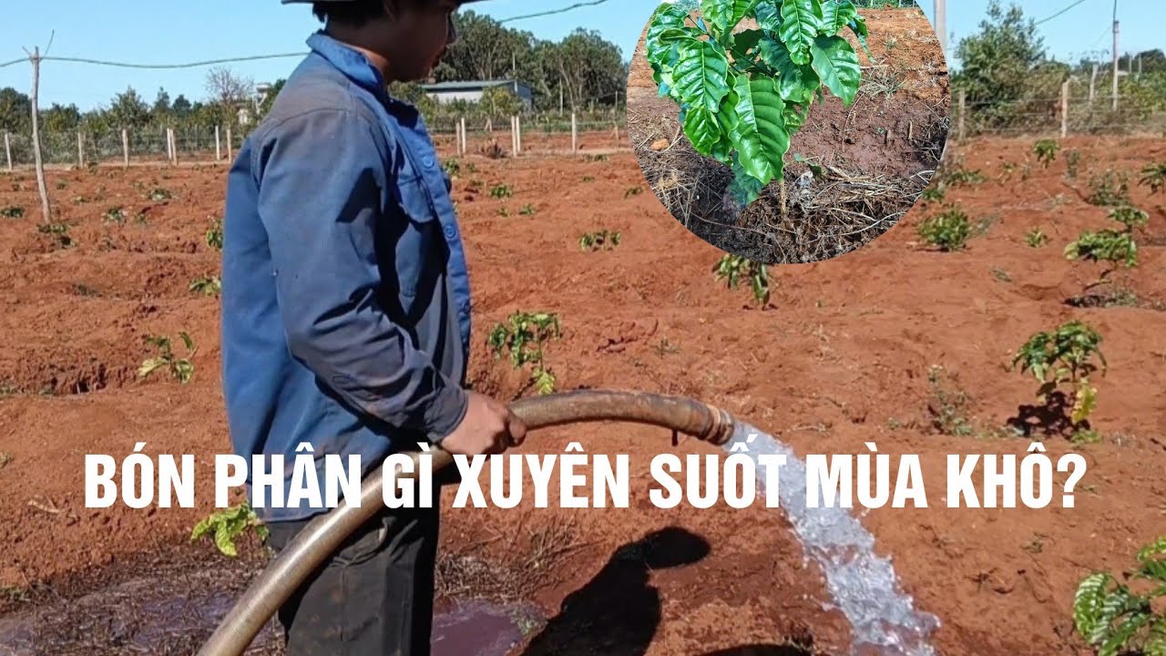 Chăm sóc cà phê con mùa khô | bón phân gì xuyên suốt mùa khô cho cà con?
