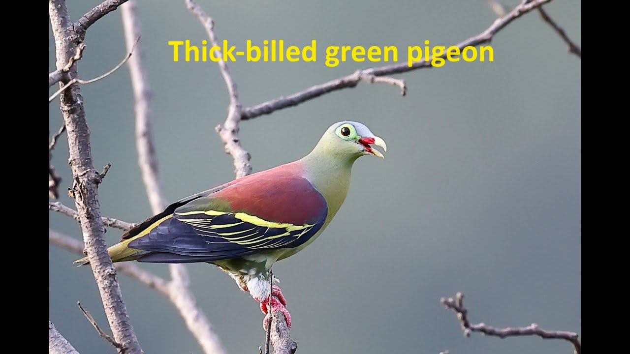 Thick-billed green pigeon in wild | An unreal looking bird, appears as a painting | TrulyWild 4K