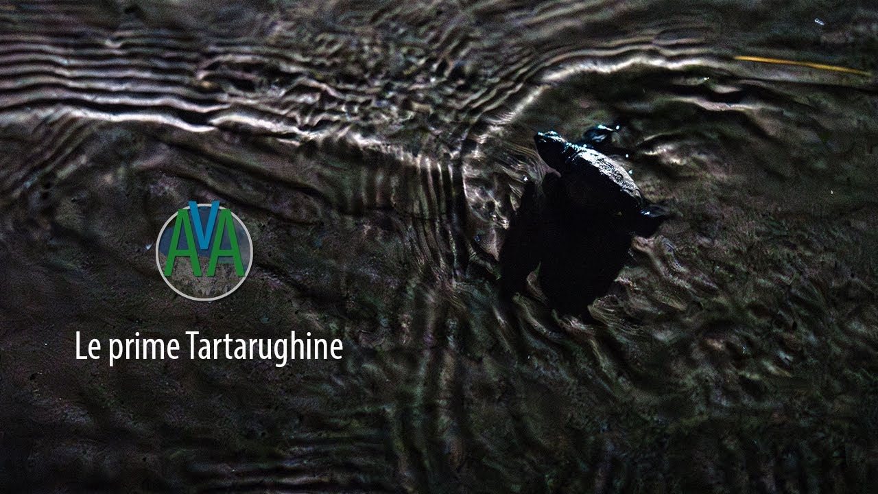 Le prime Tartarughine - La schiusa del nido di Arma di Taggia