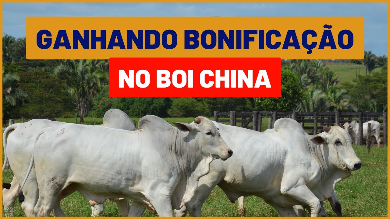 Lote com 100 BOI CHINA d&aacute; 70 MIL de LUCRO no FRIGOR&Iacute;FICO