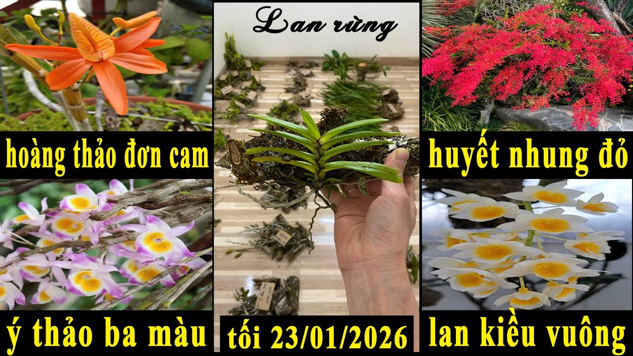 Lan rừng tối 23/01/2026(ship30k)Huyết nhung đỏ, đơn cam, quế T8, kiều vuông, ý thảo I 070.611.5694