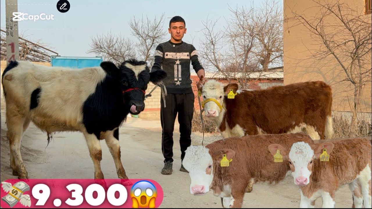 👀OBOSBEKDAN TOZA FERMNI SMENTAL VA GIBRIT BUQACHALAR KELDI 💸9.300.😱DAN BOSHLAP 2026_01_17_febral.