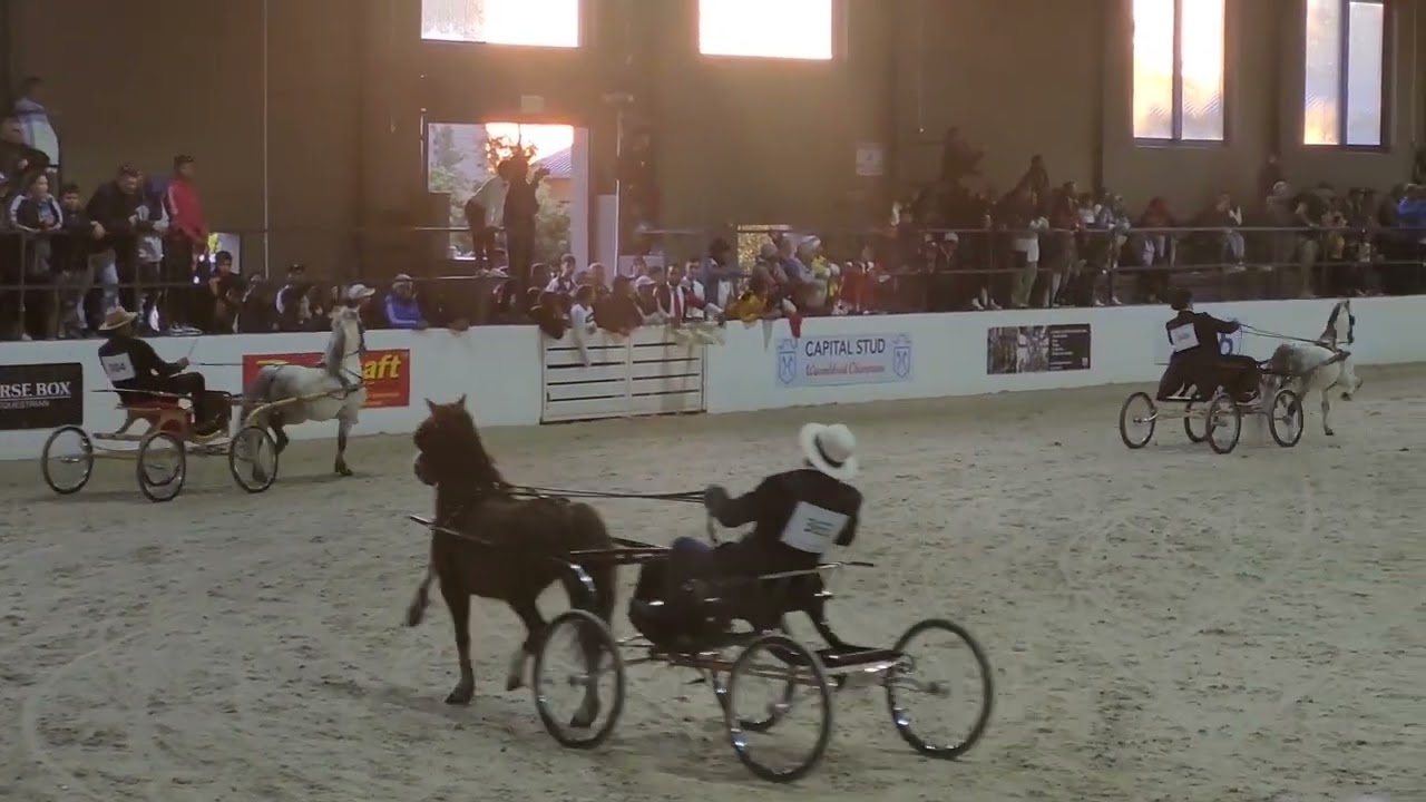 MISTICO 2022 - Welsh Pony Single Harness Supreme Championship