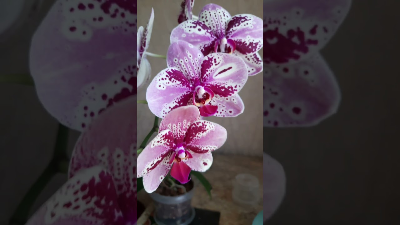 Phal.Frontera
