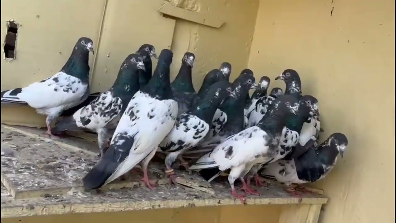 teddy pigeon for sale in amritsar India 