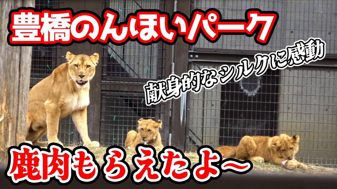 「鹿肉って美味しいね～!!」2026年2月15日 3つ子ライオンの初屠体給餌イベント開催!!子供たちに献身的な母ライオンのシルク、見ていた人たちも驚きと感動でした【のんほいパーク不定期巡回】