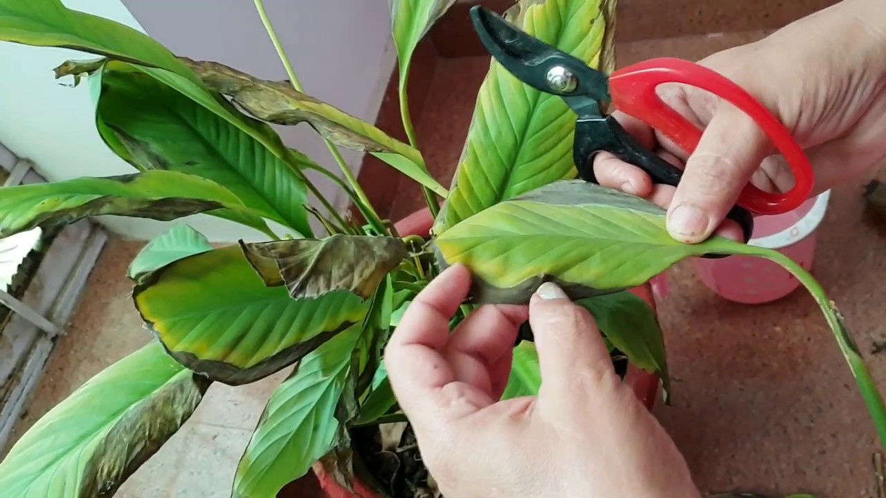 How to Save A Dying Plant || How to Revive A Dying Plant || मरते पौधे को कैसे बचाएं