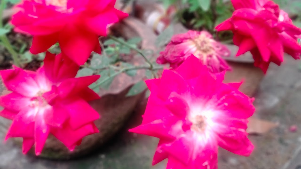 Good morning everyone #ytvirallivefriend