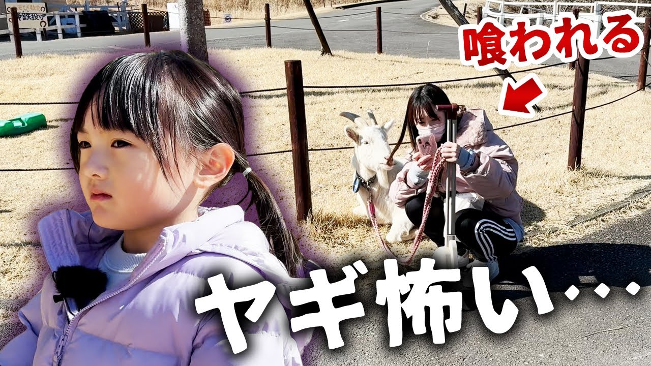 天敵ヤギの散歩に挑戦してみた。喰われるママを見て恐れおののく5歳娘