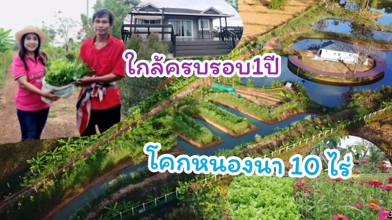 ขุดโคกหนองนา 10 ไร่ เปลี่ยนไปแค่ไหน ใกล้ครบรอบ 1 ปี #โคกหนองนาสวยๆ
