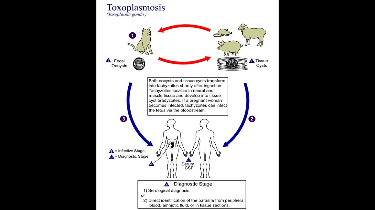 Mind-altering parasites and the case against domestic cats