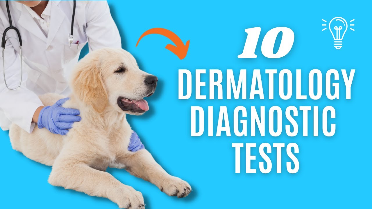 10 Dermatology Diagnostic Tests In Veterinary