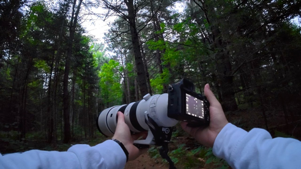 Canadian Forest at Sunrise | POV Wildlife Photography Adventure