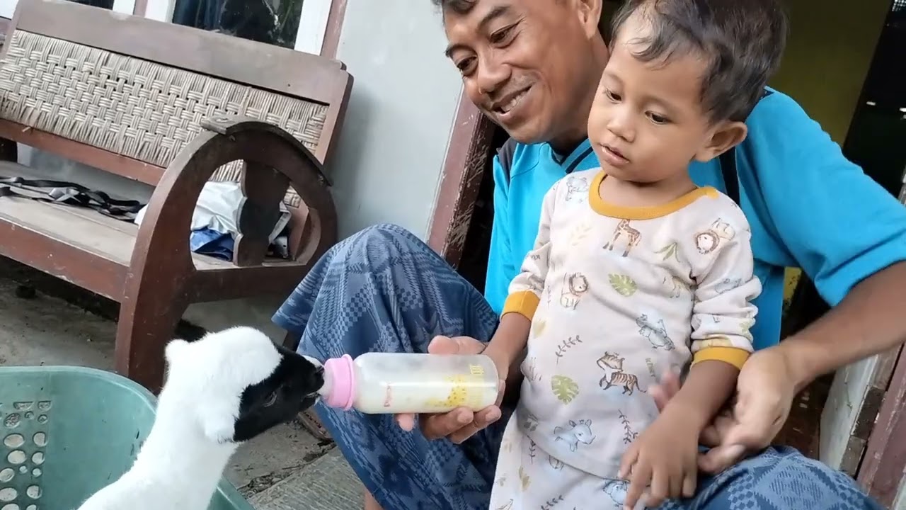 Dedek Arzan main bareng Kambing kecil lagi