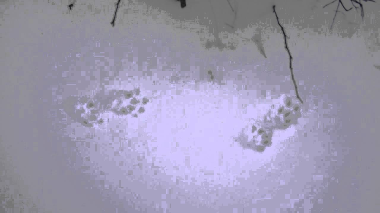 Sporen in de sneeuw, marter !