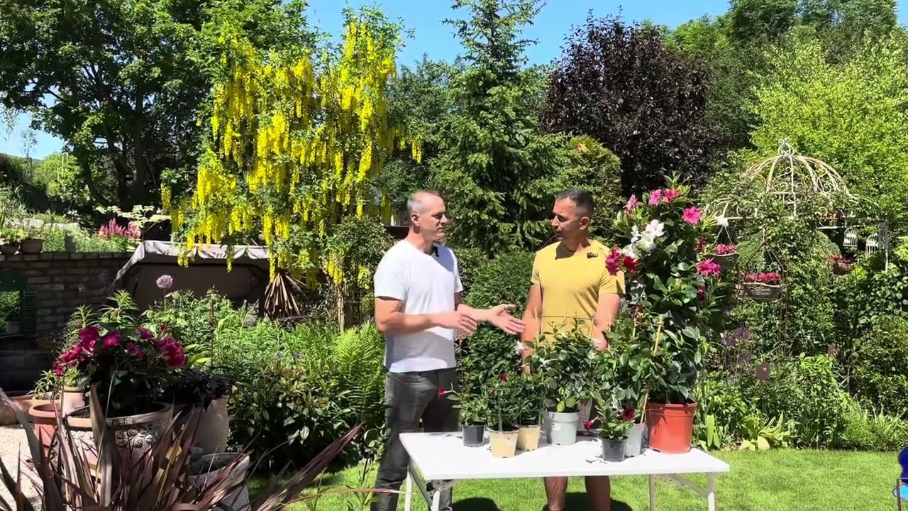 Mandevilla: Tölcsérjázmin