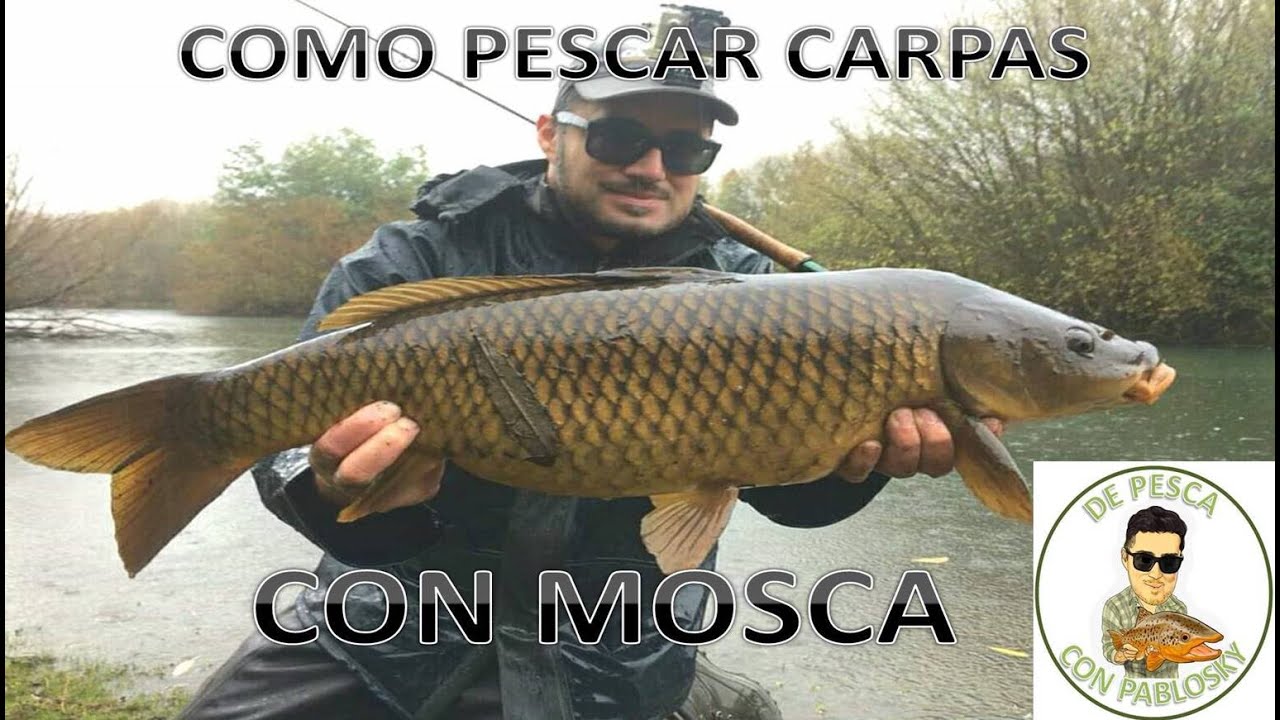 COMO PESCAR CARPAS CON MOSCA....y no morir de frustración en el intento!!