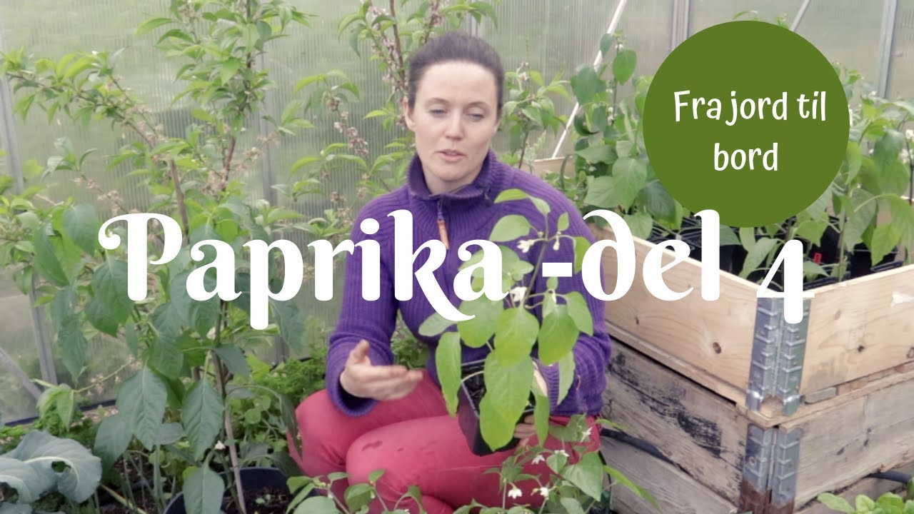 Paprika fra jord til bord - del 4 - tilvenning