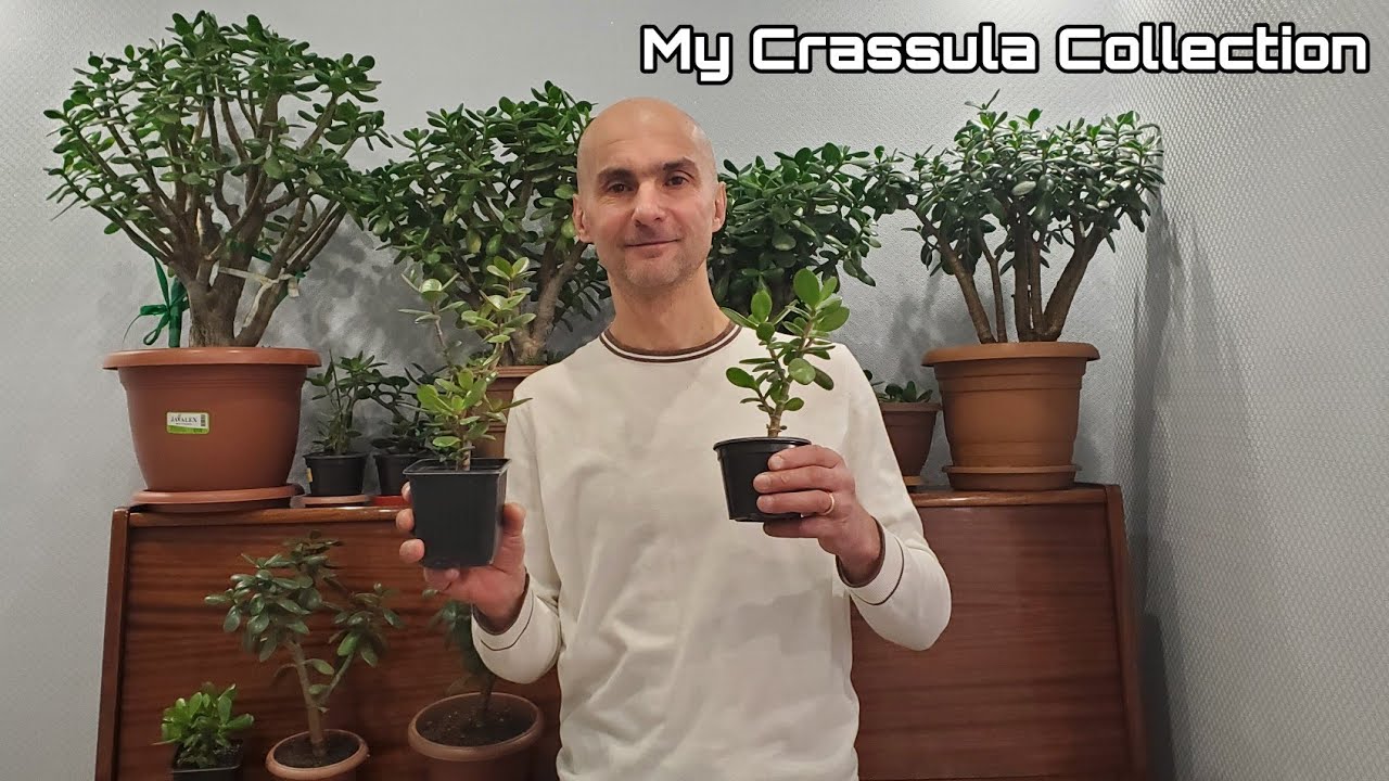 Моя коллекция Крассул | Толстянка | Денежное дерево | My Crassula Collection