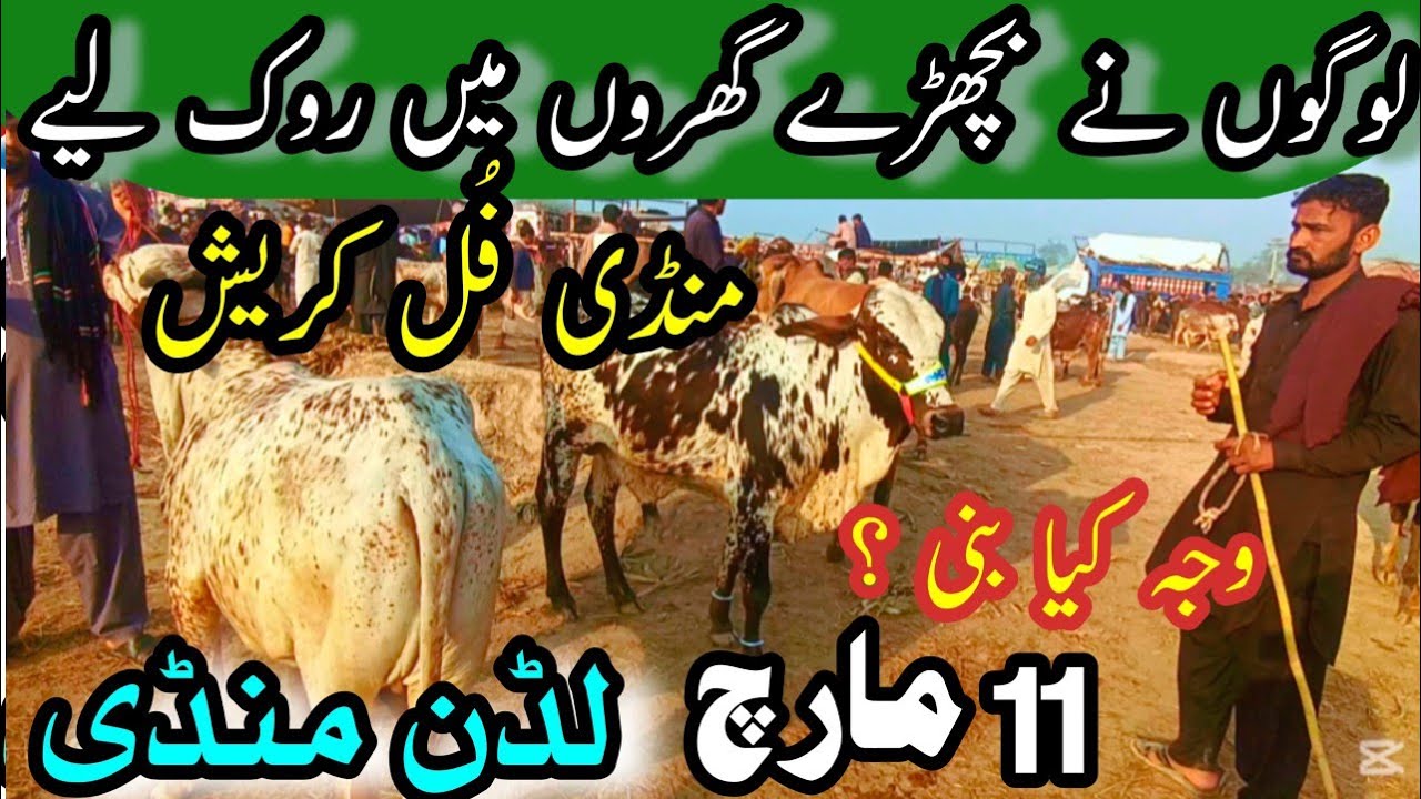 Today, The Ludddan Animal Market Completely Crashed // Sahiwal Cholistani Bachra Price In Pakistan