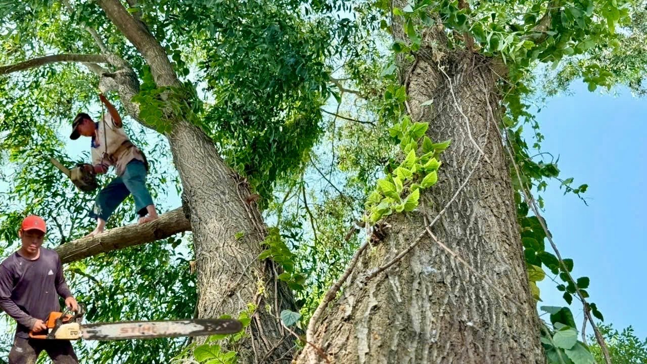 Cưa cây tràm bông vàng , Với cây xoài nhiều dây điện . Cưa cây kỷ thuật cao 