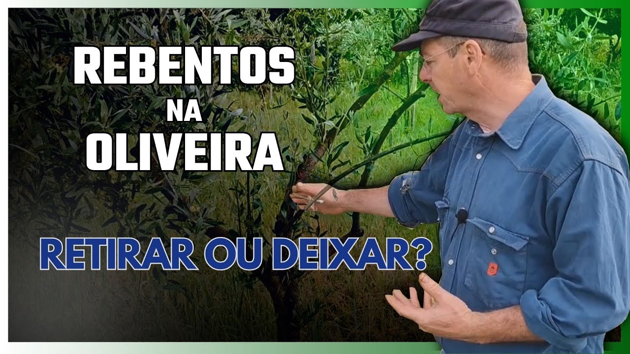 Limpeza de Rebentos nas Oliveiras – O Passo Seguinte à Poda e Adubação