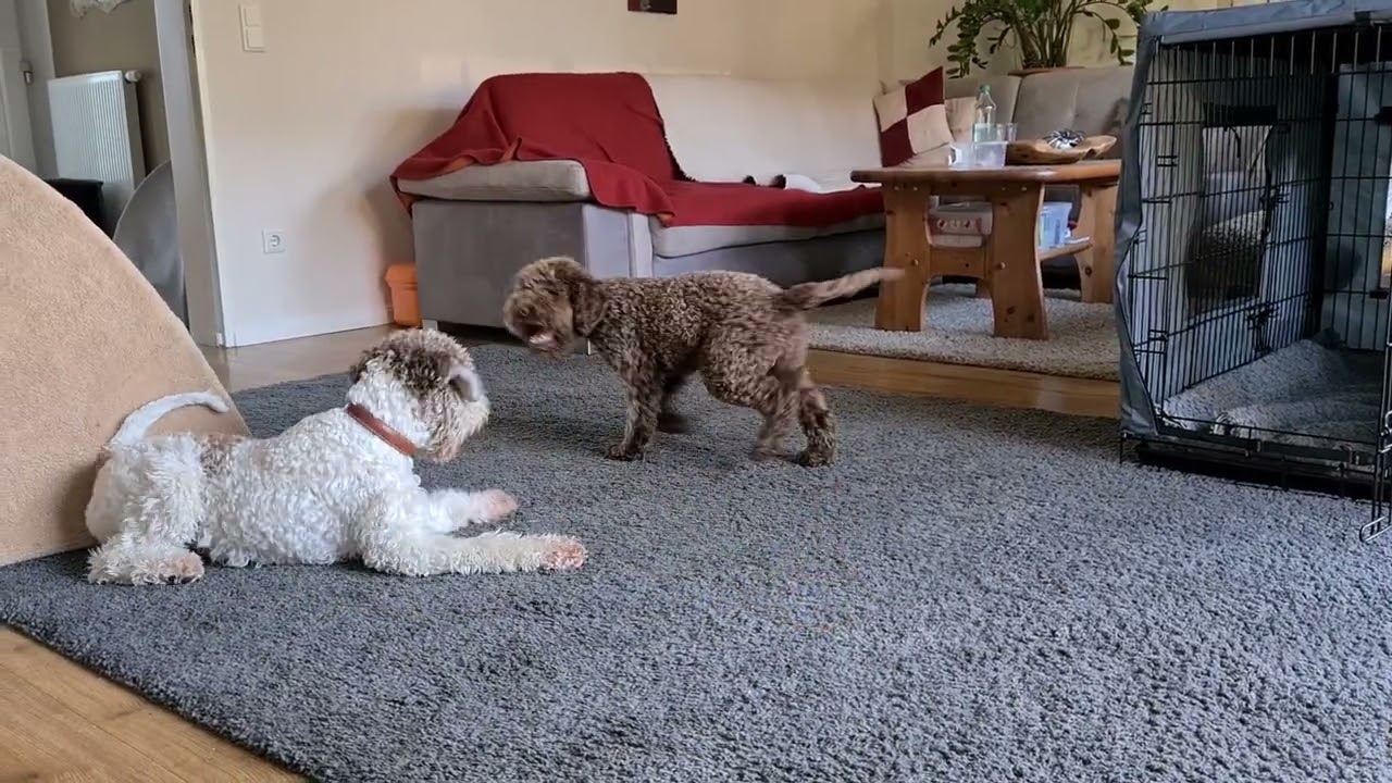 Wochenendbesuch Lagotto Romagnolo