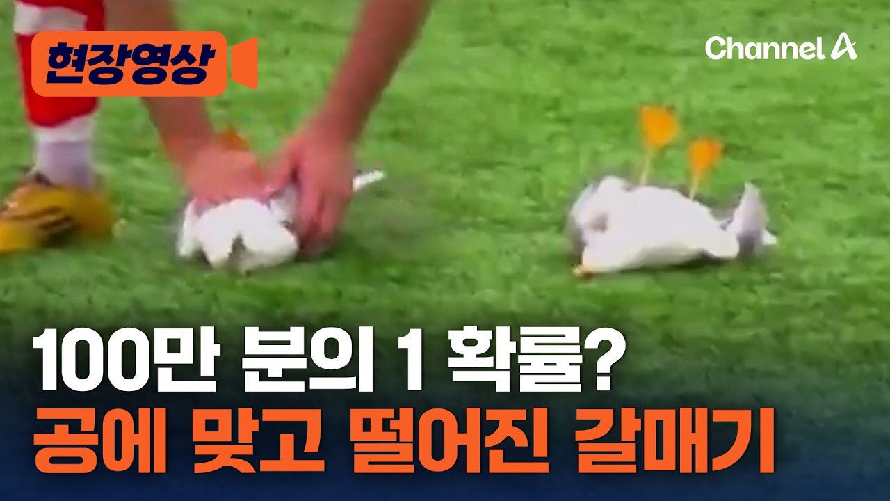 100만 분의 1 확률? 경기 도중 갈매기, 축구공에 맞고 쓰러져…선수들 심폐소생술로 살려 [현장영상] / 채널A