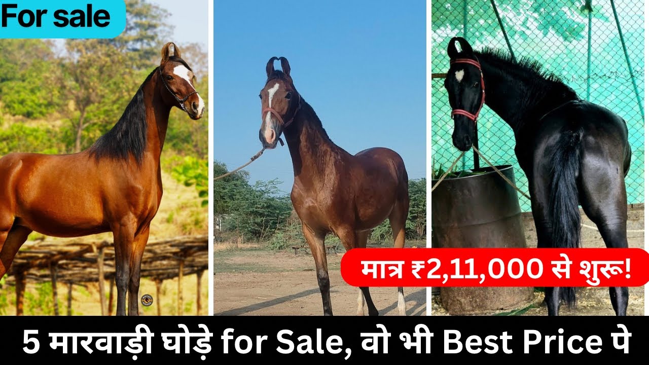 स्पेशल कलेक्शन – 5 मारवाड़ी बछेरिया और घोड़िया , वो भी बेस्ट प्राइस पर