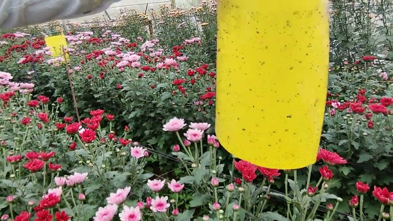 Doubling the farmers income by growing Chrysanthemum year around in polyhouse