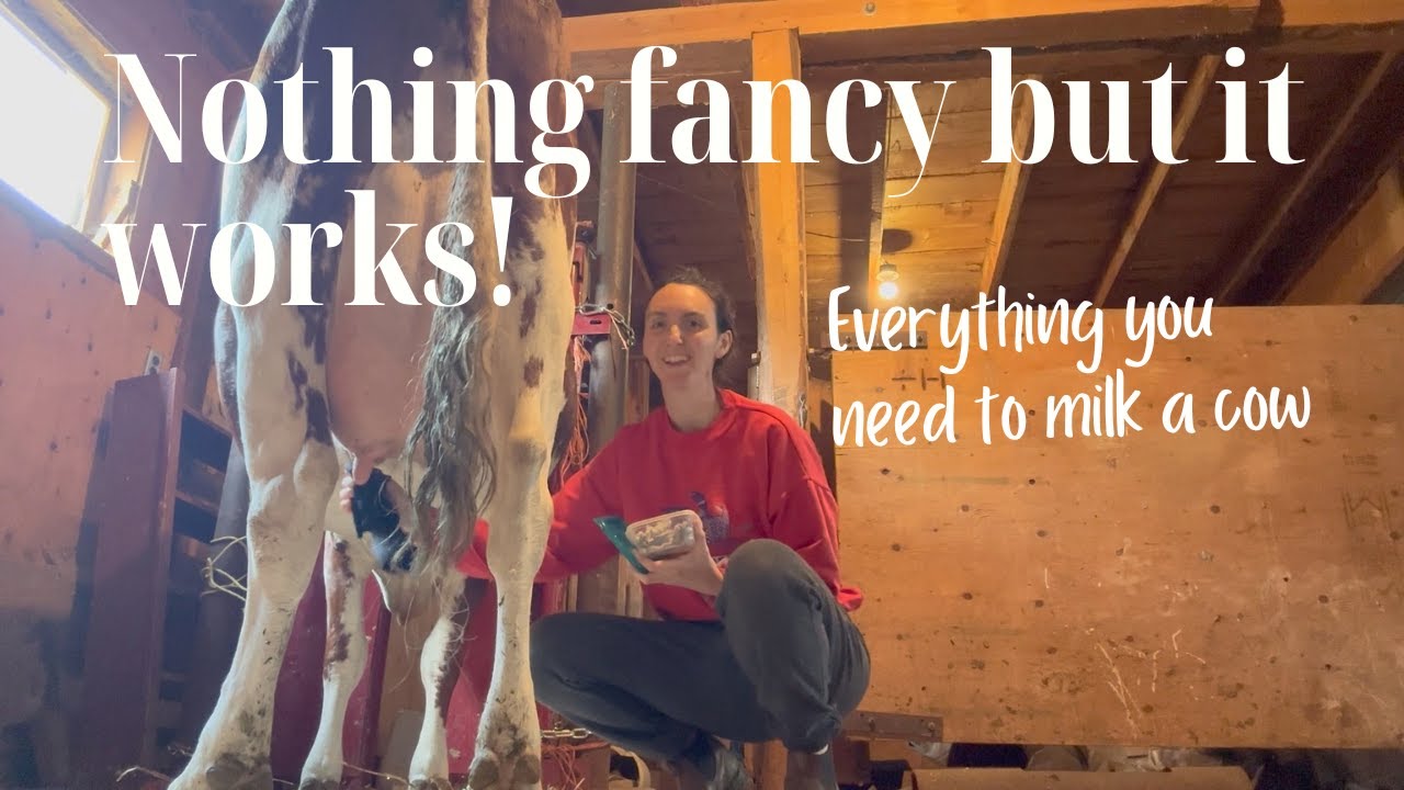 Equipment and Supplies Needed To Milk Your Family Milk Cow