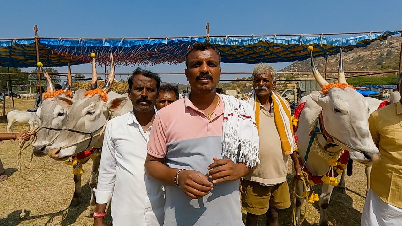 ತಲಕಾಯಲ ಬೆಟ್ಟ ಜಾತ್ರೆಯಲ್ಲಿ ಚಿಂತಾಮಣಿ ಬಾಬು ಅವರ ಹಳ್ಳಿಕಾರ್ ರಾಸುಗಳು