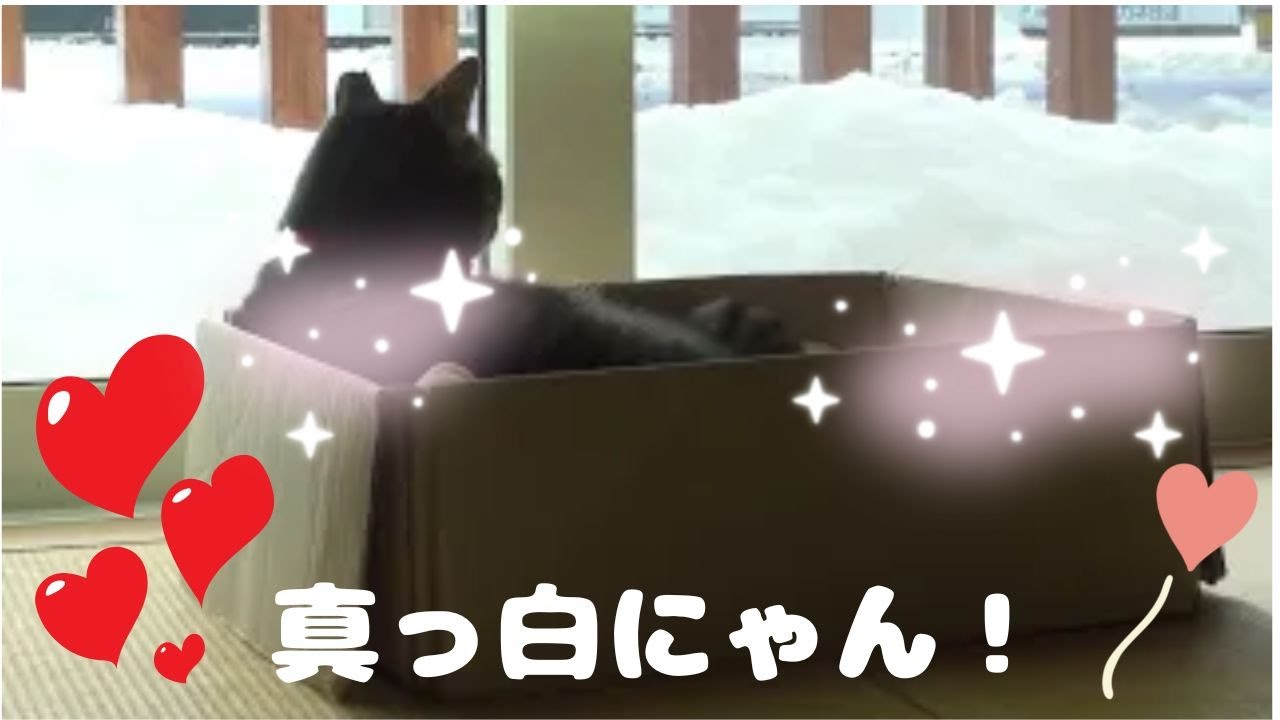 【平和】雪景色を見てまったり時間を過ごすジロウくん　Jiro is relaxing and enjoying the snowy scenery.