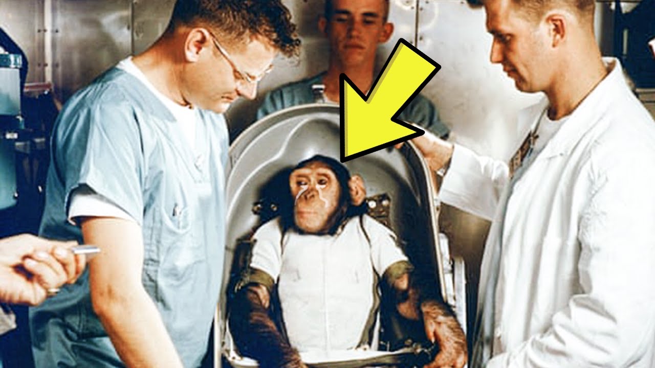 Ham the astrochimp, hero or victim