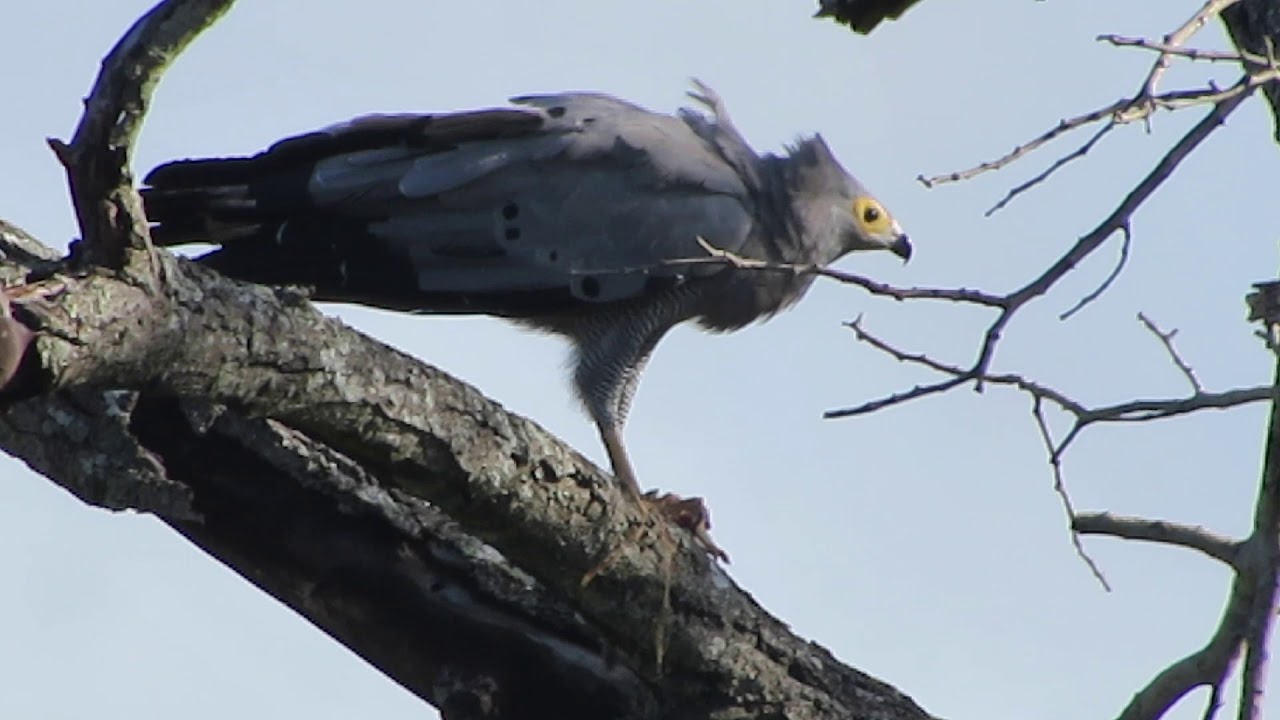 African Harrier Hawk EATS Baby Squirrel's HEAD While being MOBBED DIVED