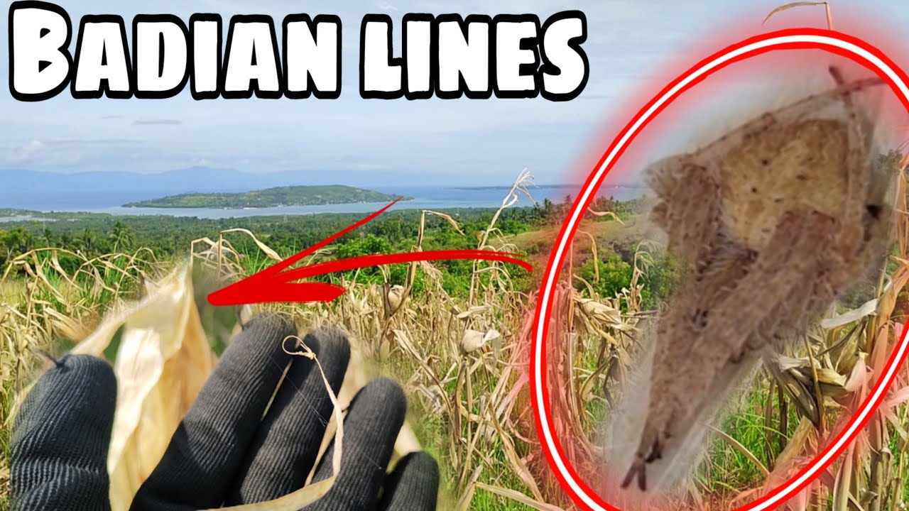 Spider Hunting / GAGAMBA SA MAIS / #gagam pet